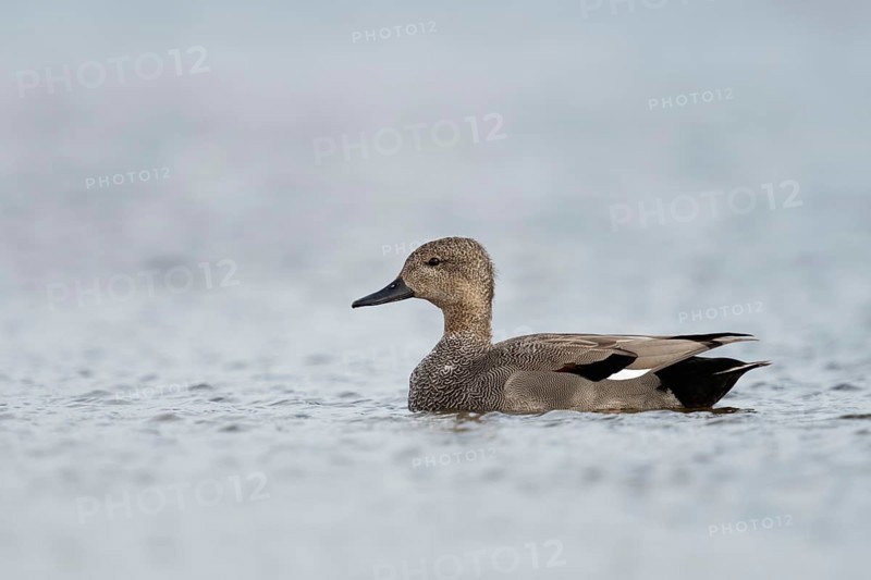 In splendid plumage... Gadwall (Anas strepera), also known as ruddy duck, male, drake, detailed side view, native nature, Lower Rhine, Rhineland, North Rhine-Westphalia, Germany, Western Europe