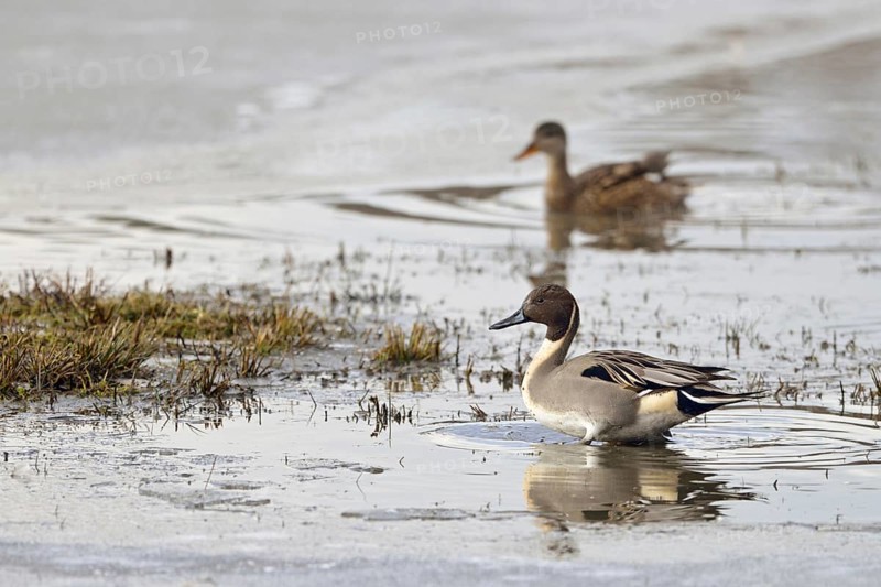 Pintail ducks (Anas acuta), wild ducks, pair, couple, rarely observed species in North Rhine-Westphalia, very pretty duck, striking plumage with long, spike-shaped tail feathers, rests in shallow, partly frozen water, native fauna, wildlife, native nature, Lower Rhine, Rhineland, North Rhine-Westphalia, Germany, Western Europe