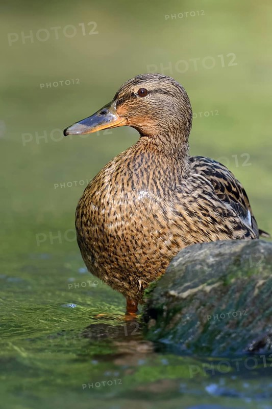 Female mallard... Mallard (Anas platyrhynchos), wild female duck standing in the most beautiful light in the shallow water of a natural stream, smaller river, native nature, Lower Rhine, Rhineland, North Rhine-Westphalia, Germany, Western Europe
