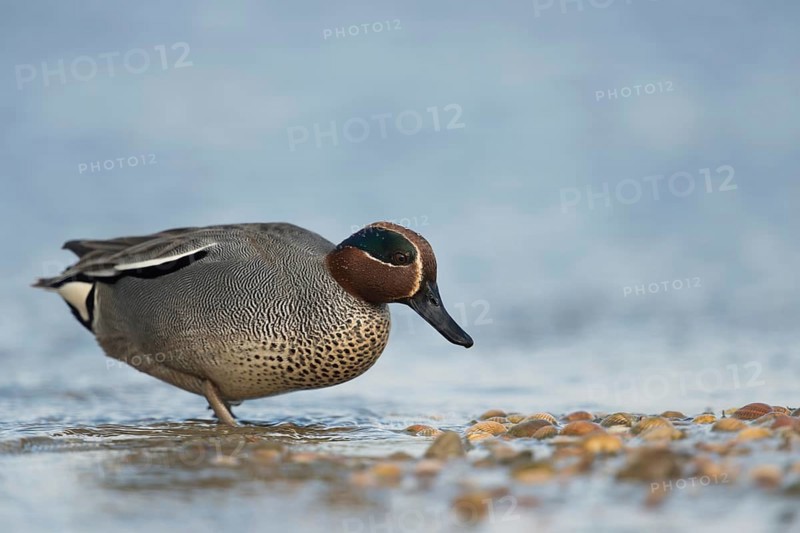 Teal (Anas crecca), male in colourful plumage, summer dress, walking on land, looking for food on a mussel bank, detailed side view with all essential identification features, smallest native duck species, native nature, North Holland, Netherlands, Western Europe
