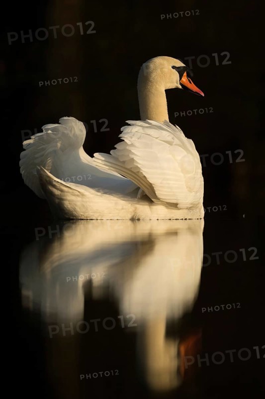 Swan Lake... Mute swan (Cygnus olor), elegant swan with upturned wings, in the most beautiful light, reflected on the water surface against a dark background, symbol of grace and elegance, native birdlife, wildlife, nature, Lower Rhine, North Rhine-Westphalia, Rhineland, Germany