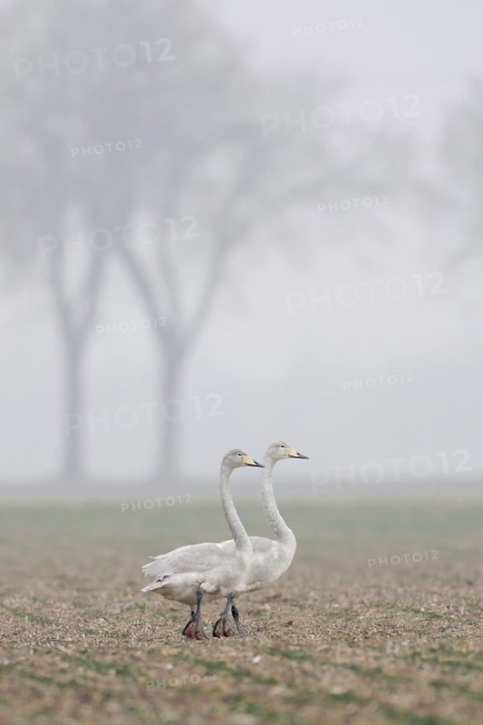 Whooper swans (Cygnus cygnus), two young birds, resting on a rape field, walking across a field on a foggy day, rare winter guests on the Lower Rhine, native wildlife, native nature, Lower Rhine, Rhineland, North Rhine-Westphalia, Germany, Western Europe