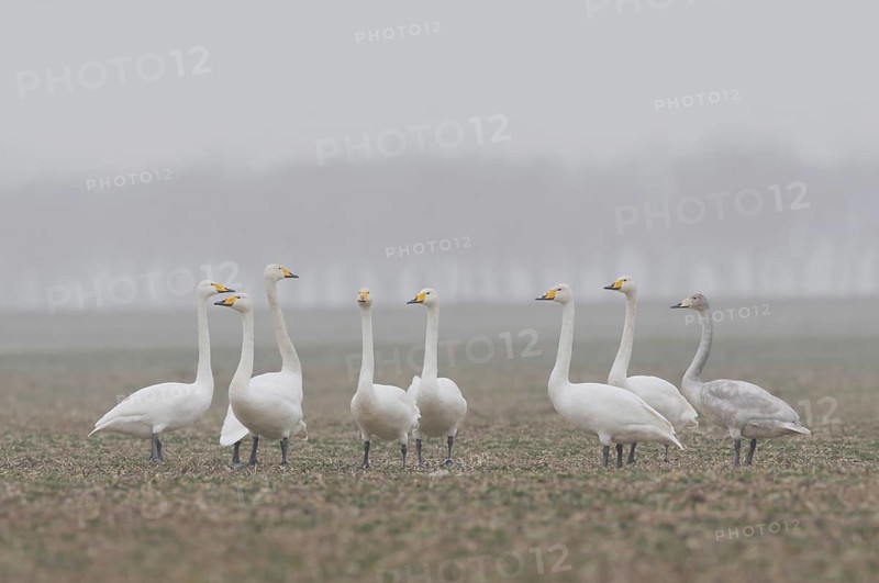 Small flock on the Lower Rhine... Whooper swans (Cygnus cygnus), occasional winter guests, home high up in the north, swan, swans with yellow beak, black beak tip on a rape field, native nature, Lower Rhine, Rhineland, North Rhine-Westphalia, Germany, Western Europe