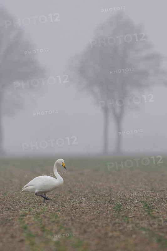 Whooper swan (Cygnus cygnus) walks across a rape field in cloudy, wet and cold weather in search of food, rare winter visitor to the Lower Rhine, local nature, Lower Rhine, Rhineland, North Rhine-Westphalia, Germany, Western Europe