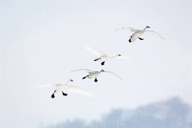 The flight in... Tundra Swan (Cygnus bewickii), small group of bewick's swans, family, family group, family flight, couple flies in together with two young birds, native nature, rare winter visitors, wintering in Western Europe, very rare winter visitors, North Holland, Netherlands, Western Europe