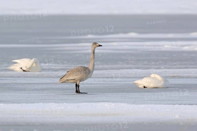 Offspring of the Bewick's swans... Tundra Swan (Cygnus bewickii), juvenile, still grey young swan with uncoloured bill on an ice surface, next to it a resting adult bird, very rare winter visitors, native nature, North Holland, Netherlands, Western Europe