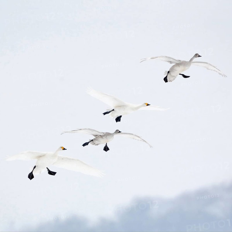 The flight in... Tundra Swan (Cygnus bewickii), rare bewick's swans in flight, preparing to land, family with young birds, family group in winter, couple flying in together with two young birds, wintering in Western Europe, very rare winter guests, native nature, North Holland, Netherlands, Western Europe
