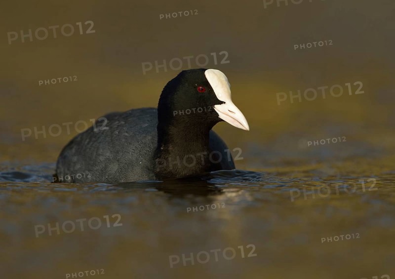 Golden light... Eurasian Coot rail (Fulica atra), common coot, frequently observed, generally known and conspicuous water bird at native waters, belongs, mostly unknown, to the crane birds, native nature, Lower Rhine, Rhineland, North Rhine-Westphalia, Germany, Western Europe