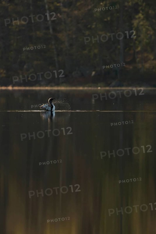 Somewhere in Sweden... Black-throated diver (Gavia arctica), straightens up for a moment, flaps its wings so that water droplets splash far away, graceful shot, native nature in spring, southern Sweden, Sweden, Scandinavia, northern Europe