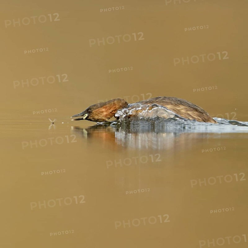 Little grebe (Tachybaptus ruficollis), adult bird in breeding dress, summer dress, in action, chasing an insect, prey, funny picture, clear, bright light, pleasant colours, wildlife, native nature, Lower Rhine, Rhineland, North Rhine-Westphalia, Germany, Western Europe