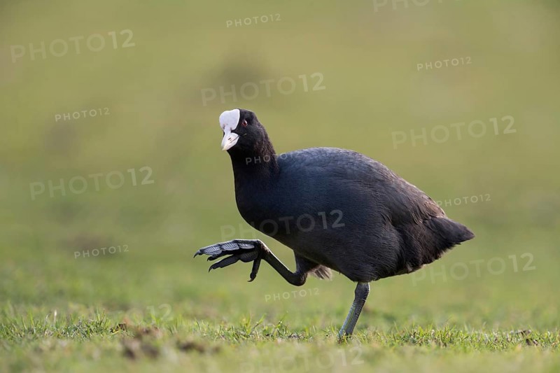 Show me your feet... Eurasian Coot (Fulica atra), coot rail runs over land, has to lift its large, webbed feet high, looks funny, funny chicken, chicken, native nature, Lower Rhine, Rhineland, North Rhine-Westphalia, Germany, Western Europe