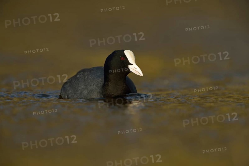 Golden light... Eurasian Coot rail (Fulica atra), common coot, frequently observed, generally known and conspicuous water bird at native waters, belongs, mostly unknown, to the crane birds, native nature, Lower Rhine, Rhineland, North Rhine-Westphalia, Germany, Western Europe