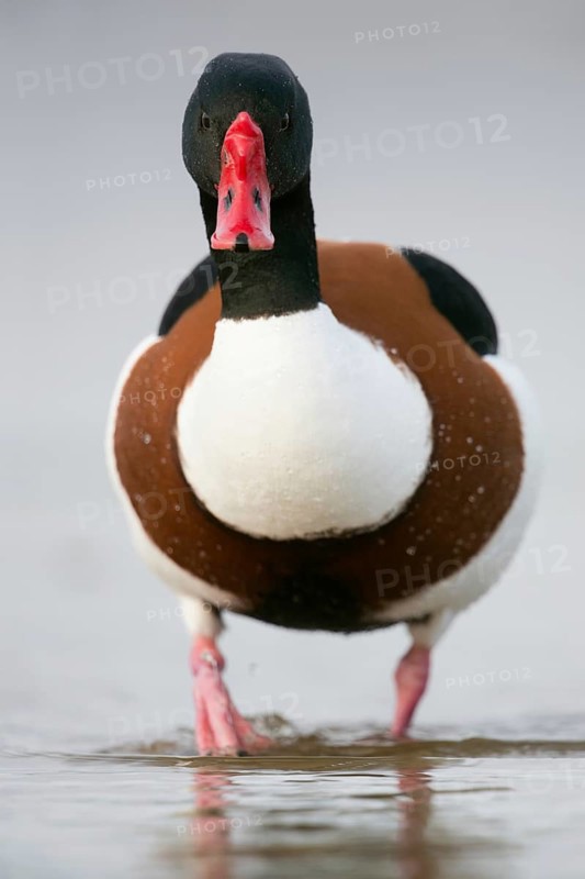 Shelduck (Tadorna tadorna), frontal close-up of a drake, male in splendour dress, summer dress, just leaving the water, funny picture, series funny animal pictures, wildlife, native nature, North Holland, Netherlands, Western Europe