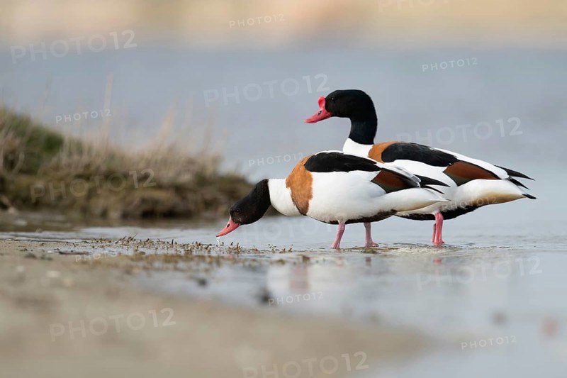 Couple... Shelduck (Tadorna tadorna) foraging in shallow water, shore area of an inland waterway, in front the female shelduck, the duck, behind the male, the drake, native nature, North Holland, Netherlands, Western Europe