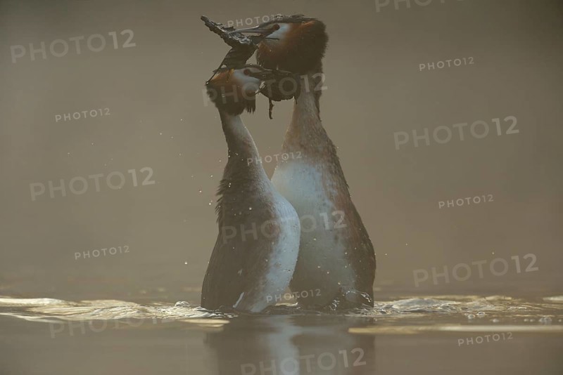The dance... Great Crested Grebe (Podiceps Scalloped ribbonfish) during courtship, wedding dance, native nature, Lower Rhine, Rhineland, North Rhine-Westphalia, Germany, Western Europe