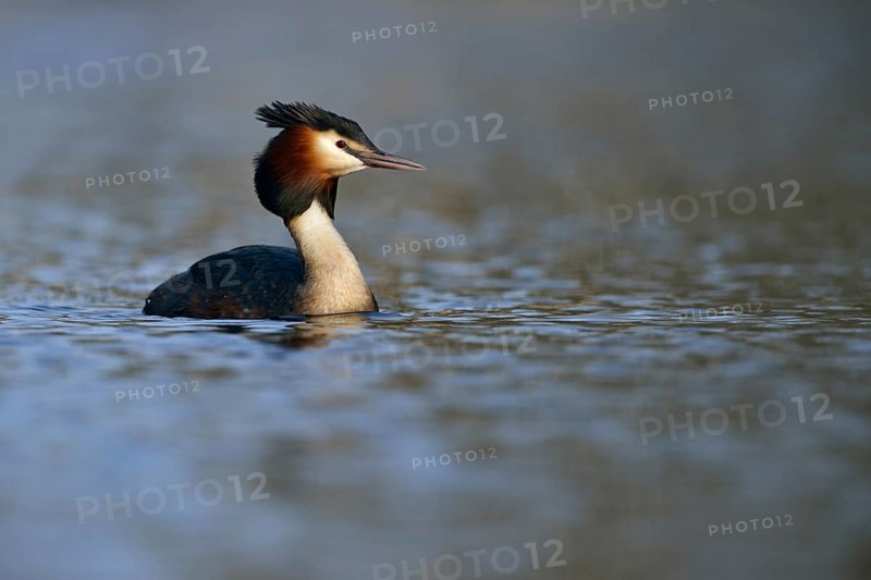 In early spring... Great Crested Grebe (Podiceps Scalloped ribbonfish) in its splendid plumage, breeding plumage, conspicuous, native breeding bird on, on many native waters, native nature, Lower Rhine, Rhineland, North Rhine-Westphalia, Germany, Western Europe