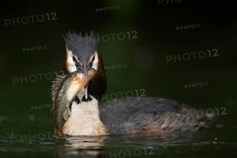 Fat prey... Great crested grebe (Podiceps Scalloped ribbonfish), native water bird with a large fish in its beak (perch), great crested grebes are successful and well-adapted fish hunters, native nature, Lower Rhine, Rhineland, North Rhine-Westphalia, Germany, Western Europe