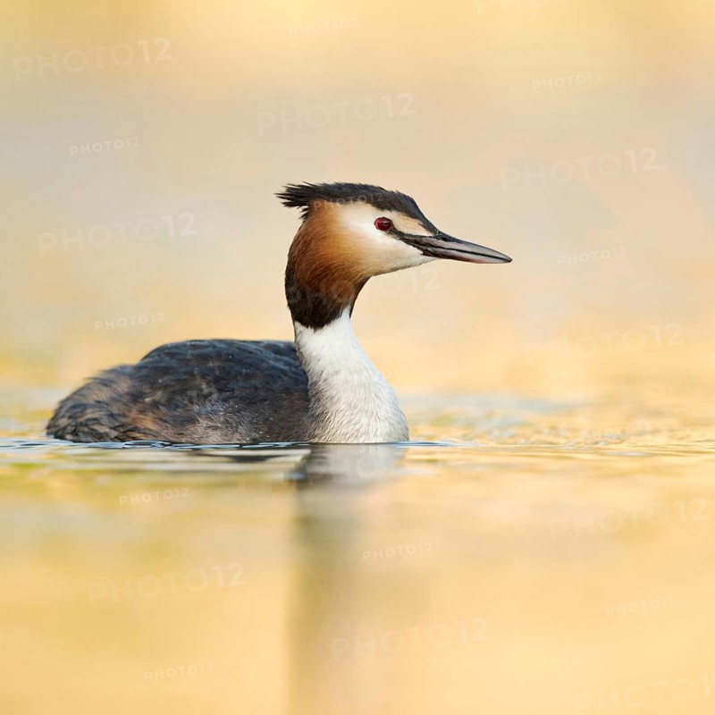 Golden light... Great Crested Grebe (Podiceps Scalloped ribbonfish) in its magnificent plumage in the most beautiful soft light of the early morning, native bird species, cheerful, bright, harmonious colours, native nature, Lower Rhine, Rhineland, North Rhine-Westphalia, Germany, Western Europe