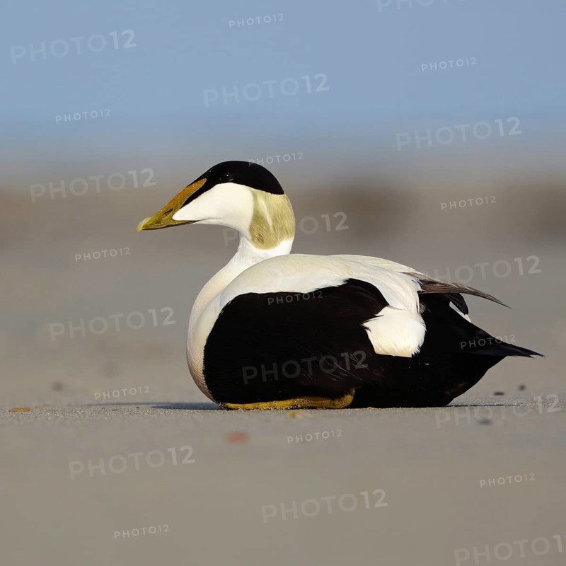 Eider duck (Somateria mollissima) on the beach of Heligoland, colourful male, drake in breeding dress, summer dress, resting in the sand, native nature, Heligoland, Schleswig-Holstein, Germany, Western Europe