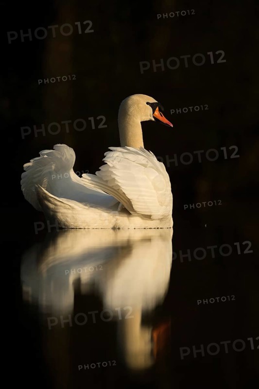 Swan Lake... Mute swan (Cygnus olor), elegant swan with upturned wings, in the most beautiful light, reflected on the water surface against a dark background, symbol of grace and elegance, native birdlife, wildlife, nature, Lower Rhine, North Rhine-Westphalia, Rhineland, Germany