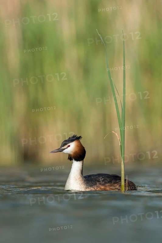 Great crested grebe (Podiceps Scalloped ribbonfish) in its magnificent plumage, summer dress, swimming on a natural body of water surrounded by reeds, fresh green sprouts in spring, bright, clear, colours, native nature, Lower Rhine, Rhineland, North Rhine-Westphalia, Germany, Western Europe
