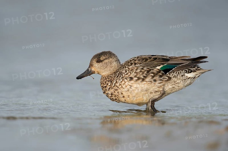 Teal (Anas crecca), female searching for food in shallow water, detailed side view, natural-looking low perspective, beautiful, soft, warm light, native nature, North Holland, Netherlands, Western Europe