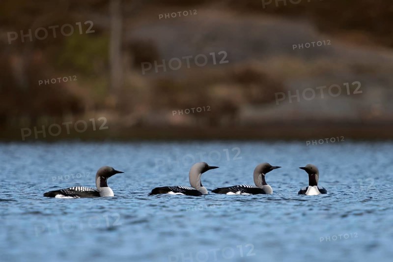 Courtship... Black-throated diver (Gavia arctica), group of black-throated divers meeting on a large lake in Scandinavia, southern Sweden, for courtship display, rare, beautiful observation, native nature, Sweden, Scandinavia, northern Europe