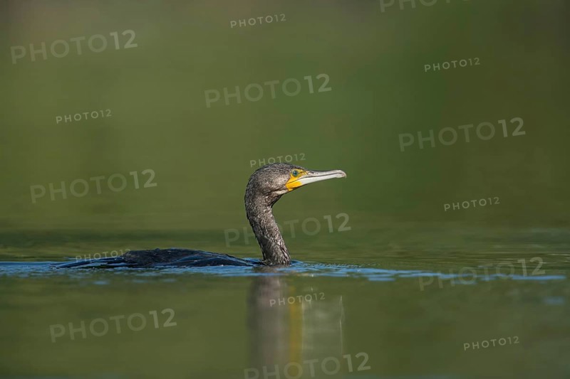 Shallow water... Cormorant (Phalacrocorax carbo), well-adapted, native, widespread water bird, feared in some places as a fish hunter, fish predator, typical picture, native nature, Lower Rhine, Rhineland, North Rhine-Westphalia, Germany, Western Europe