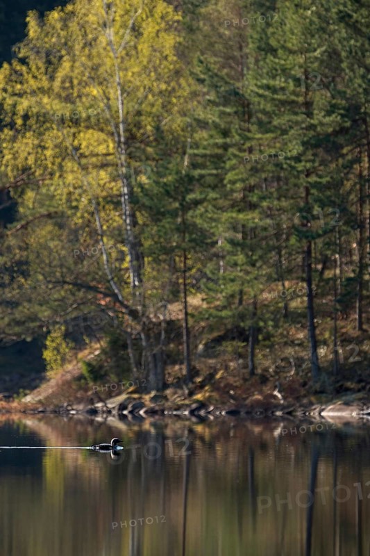 Fascinating birds... Black-throated diver (Gavia arctica), small group, flock, courtship display in spring on a remote lake somewhere in Sweden, native nature, southern Sweden, Sweden, Scandinavia, northern Europe