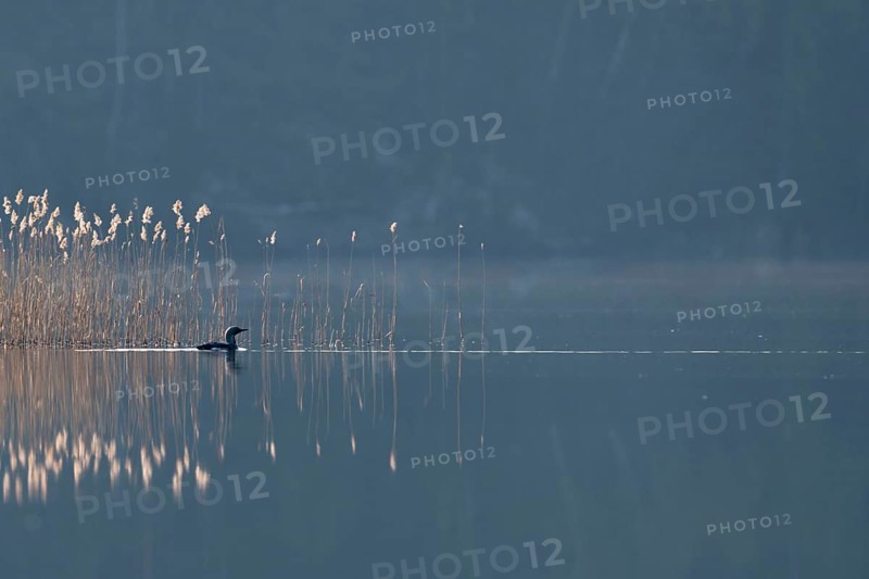 Lonely bird on a lake... Black-throated diver (Gavia arctica), swimming in the early backlight near a strip of reeds on a lake somewhere in Sweden, wildlife, native nature, southern Sweden, Sweden, Scandinavia, northern Europe
