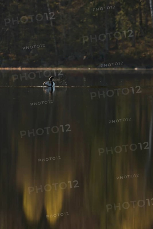 Somewhere in Sweden... Black-throated diver (Gavia arctica), straightens up for a moment, flaps its wings so that water droplets splash far away, graceful shot, native nature in spring, southern Sweden, Sweden, Scandinavia, northern Europe
