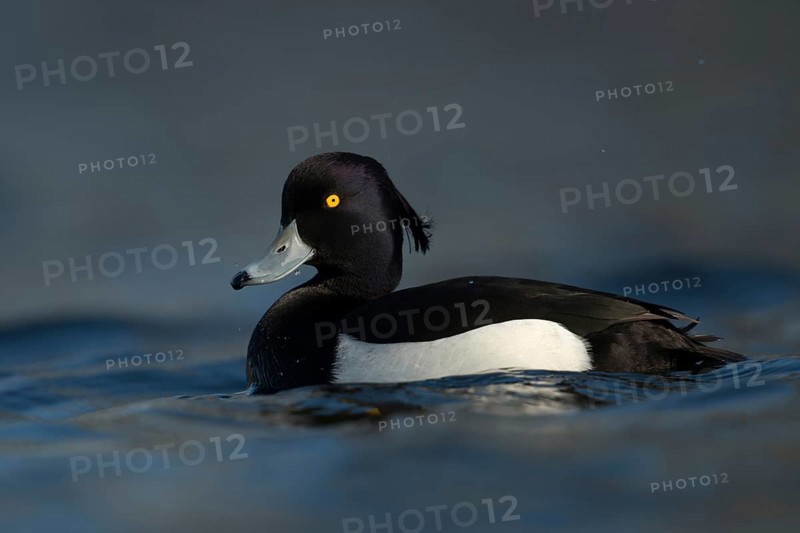 Bright yellow eyes... Tufted Duck (Aythya fuligula), male in fresh plumage, early spring, violet shimmering black and white plumage, blue bill with black tip, relatively common native wild duck, native nature, Lower Rhine, Rhineland, North Rhine-Westphalia, Germany, Western Europe