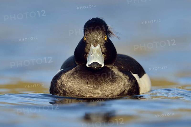 Direct gaze, insistent eye contact... Tufted duck (Aythya fuligula), relatively common native duck species, often travelling in larger flocks in winter, conspicuous due to black and white plumage and yellow eyes, native nature, Lower Rhine, Rhineland, North Rhine-Westphalia, Germany, Western Europe