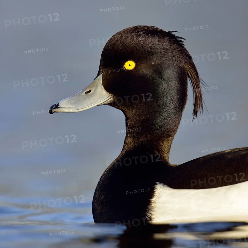 Duck portrait... Tufted Duck (Aythya fuligula), drake in splendid plumage with long decorative feathers, feather crest, head portrait, common native duck species, native nature, Lower Rhine, Rhineland, North Rhine-Westphalia, Germany, Western Europe
