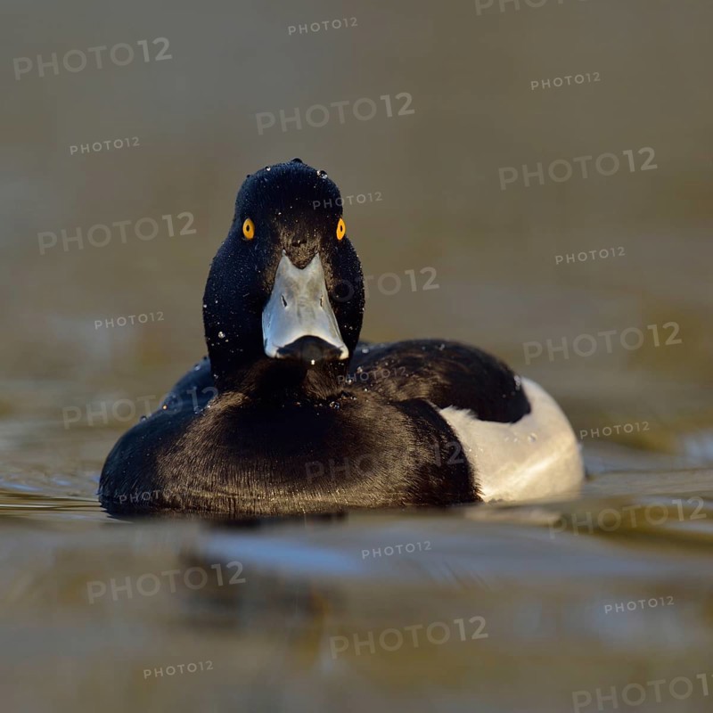 Wet from a dive... Tufted duck (Aythya fuligula), sociable waterfowl, often travelling in larger groups in winter, relatively small, compactly built duck, native nature, Lower Rhine, Rhineland, North Rhine-Westphalia, Germany, Western Europe
