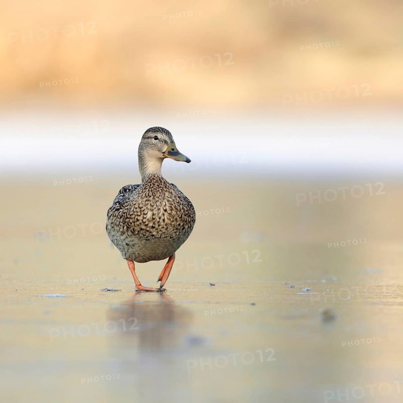 Mallard (Anas platyrhynchos), lone female, running, waddling over a frozen lake, funny frontal deep perspective, great clear light, native nature, Lower Rhine, Rhineland, North Rhine-Westphalia, Germany, Western Europe