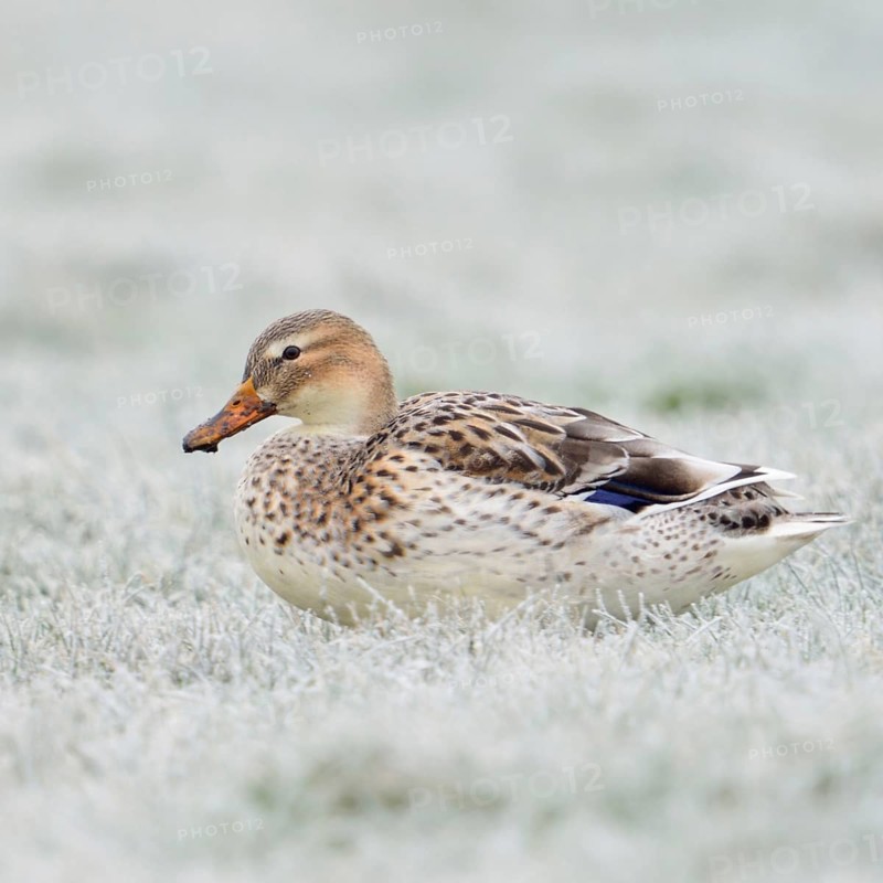 Beautifully marked... Mallard (Anas platyrhynchos), best known and almost everywhere common wild duck, strikingly light-coloured variety, almost white, sits on frozen grass covered with hoarfrost in the field, native nature, Lower Rhine, Rhineland, North Rhine-Westphalia, Germany, Western Europe