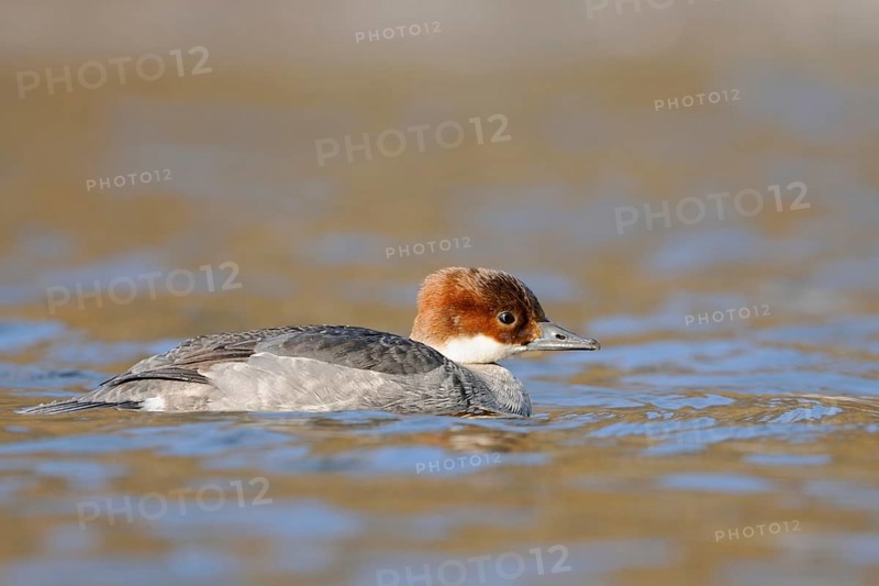 Red-breasted Merganser (Mergellus albellus), female, swims in ice-cold, open water reflecting the blue of the sky in glorious, clear weather, rare winter visitor, native nature, Lower Rhine, Rhineland, North Rhine-Westphalia, Germany, Western Europe