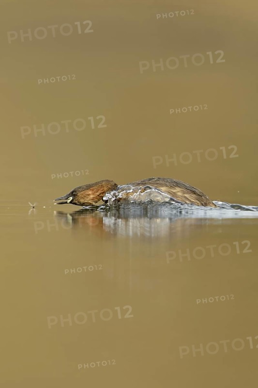 Little grebe (Tachybaptus ruficollis), adult bird in breeding dress, summer dress, in action, chasing an insect, prey, funny picture, clear, bright light, pleasant colours, wildlife, native nature, Lower Rhine, Rhineland, North Rhine-Westphalia, Germany, Western Europe