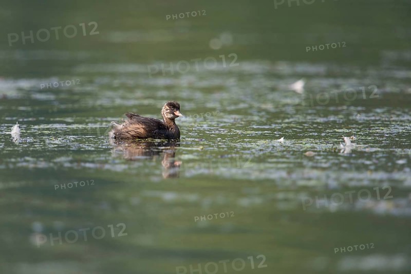 Offspring... Little grebe (Tachybaptus ruficollis), young bird, fledged chick, juvenile plumage, swimming on, for this small water bird, for the species, often typical nutrient-rich waters, native nature, Lower Rhine, Rhineland, North Rhine-Westphalia, Germany, Western Europe