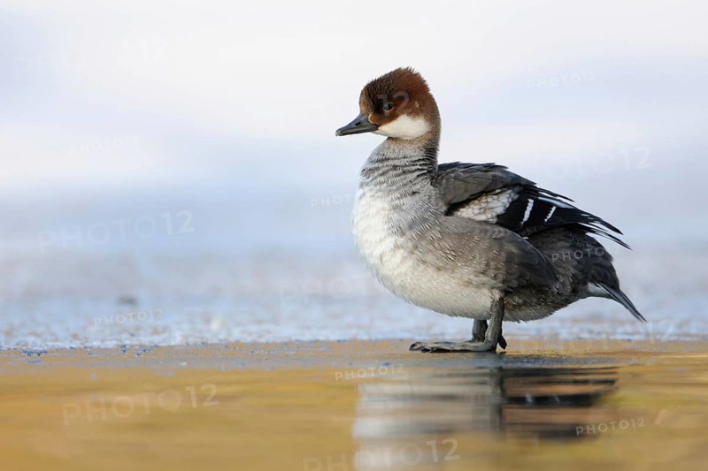 Regular but rare winter visitor in North Rhine-Westphalia ... Red-breasted Merganser (Mergellus albellus) standing on an ice edge of a partially frozen body of water, adult female, female water bird, smallest merganser species, native nature, Lower Rhine, Rhineland, North Rhine-Westphalia, Germany, Western Europe