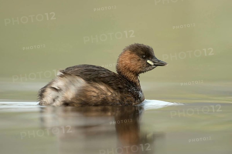 Small diver, very big... Little grebe (Tachybaptus ruficollis), adult, adult bird in its plumage, summer plumage, small, usually quite shy water bird, smallest native diver, lives on many lakes and rivers, sometimes also on ponds in parks, native nature, Lower Rhine, Rhineland, North Rhine-Westphalia, Germany, Western Europe