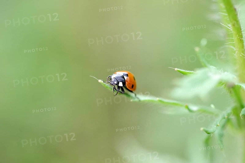Ladybird (Coccinellidae), seven-spot, red, macro, The ladybird sits on a green leaf