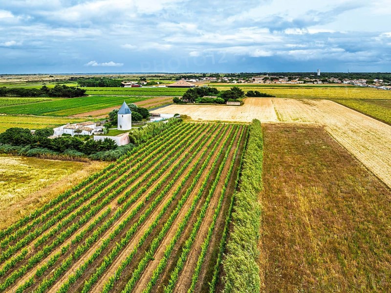 Fields and Grape plantations from a drone, Saint-Clement-des-Baleines, Atlantic, France