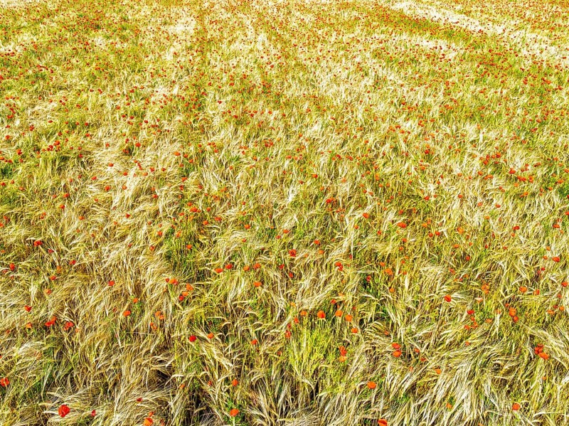 Red poppies in the cereal field from a drone