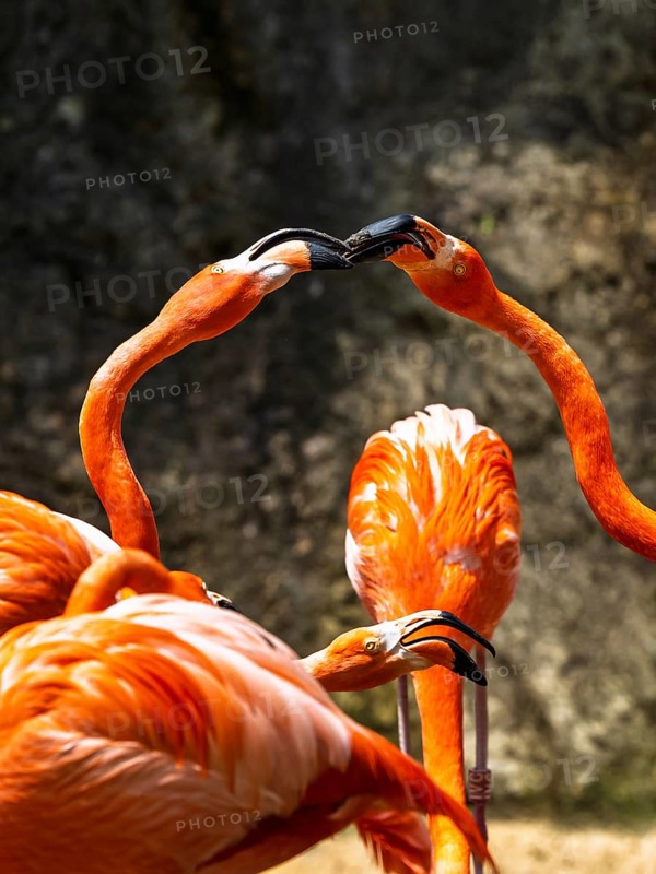 American flamingo, Phoenicopterus ruber, group of birds