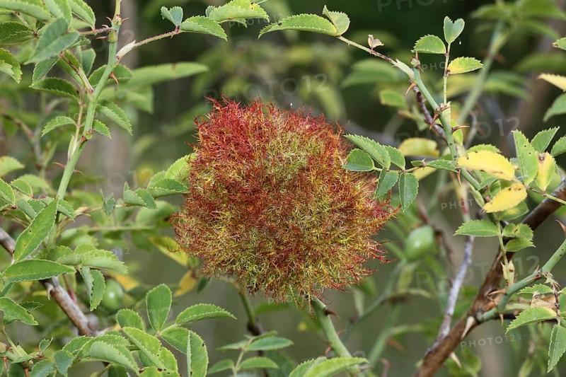 Gallapfell in dog rose bush (Rosa canina) also called rose apple or sleeping apple is a proliferation caused by the sting of the Mossyrose gall wasp (Diplolepis rosae) Allgäu, Bavaria, Germany, Allgäu, Bavaria, Germany