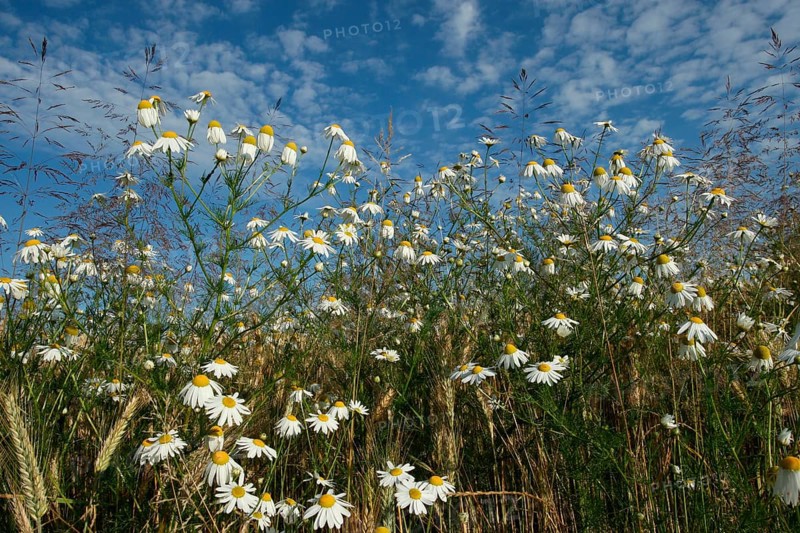 Camomile (Matricaria) blooming at the edge of a cornfield, Allgäu, Bavaria, Germany, Allgäu, Bavaria, Germany