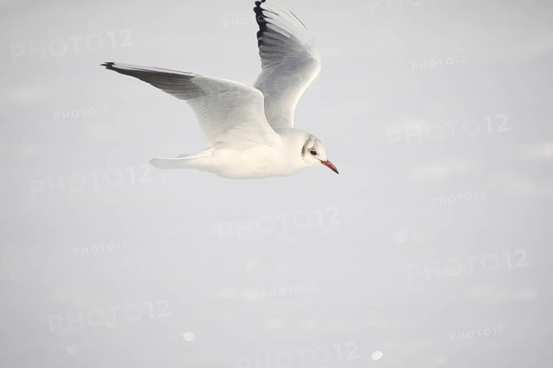 Black-headed Black-headed Gull (Chroicocephalus ridibundus) in a light dress, in gliding flight, Bavaria, Germany, Bavaria, Germany