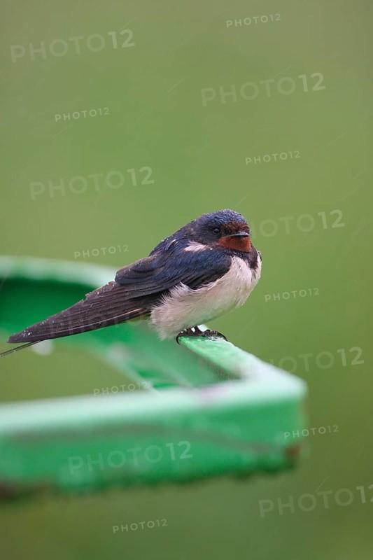 Barn Swallow (Hirundo rustica) in the rain, Allgäu, Bavaria, Germany, Allgäu, Bavaria, Germany